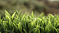 #depth of field, #grass, #nature | Wallpaper No. 68788 - wallhaven.cc