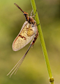 Ephemeroptera by Sandro Valentin on 500px