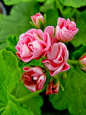 天竺葵澳大利亚粉红玫瑰花蕾 