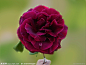 英国 紫玫瑰