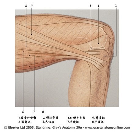 #绘画参考#【人体结构】【膝盖的结构】不...