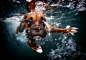 宠物狗入水超萌表情-趣尚网 趣尚读图 图闻天下