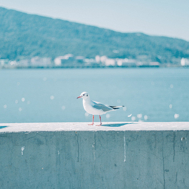 漂洋过海来看你_2