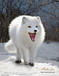 Arctic fox - Renard arctique