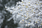 Japanese snow flower 搜索结果 - 创意图片 - 视觉中国