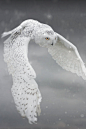 luxuriousimpressions:

Snowy in flight By Margaret K.