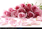 漂亮的粉色玫瑰花束和玫瑰花瓣