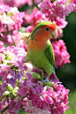 Fischer's Lovebird