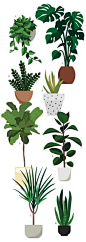 室内植物手册：这是关于常见室内植物品种和维护的411