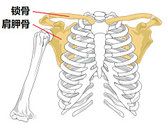 Sharron阿竹子采集到教程-绘画