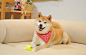 Why yes, #doge would luv to play catch!