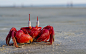 Ghost crabs seen on the beach in Frazerganj in West Bengal, India