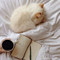一杯咖啡一本书、一只猫一张床，就是最美好的午后时光