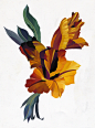 flower : Picture of flowers painted for illustration