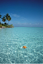 棕榈树,热带沙滩,海星,漂浮,马尔代夫