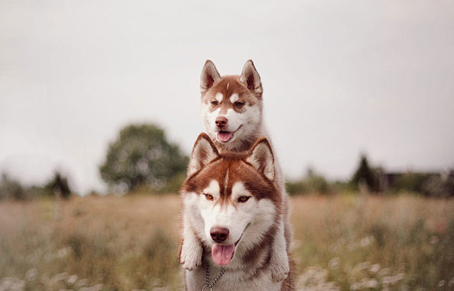 siberian-husky-dog-i...