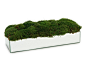 Mirrors & Moss - Botanicals - Accessories & Botanicals - Our Products