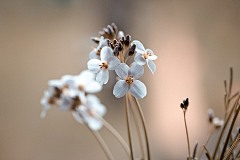 RaisonCheung采集到花花