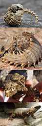 #Armadillo Girdled##Lizard##南非犰狳蜥##animal##dragon# 现实中的“迷你龙”，咬着尾巴蜷曲着身子卖萌，那是他的防御招式。_动物 _S生物（动植物以及科幻生物） #率叶插件，让花瓣网更好用#