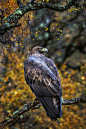deepsoulfury:

Eagle Fine Art Photography