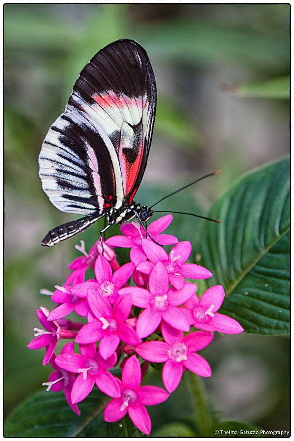 Photograph Butterfly...