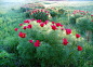 Paeonia tenuifolia。细叶芍药。