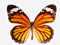 虎斑蝶标本高清素材 免费下载 页面网页 平面电商 创意素材 png素材