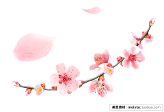 angelfei1采集到花瓣花朵flower