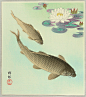 小原古邨，Two Carp and Water Lily Pad