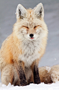 red fox resting