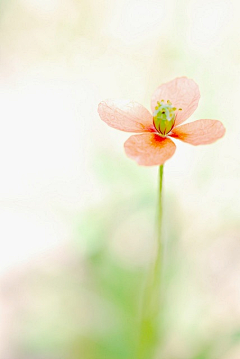 灵之熙采集到图片·花