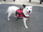 Dog Evacuation Bug Out Bag Pack List & Training Tips To Use It » The Homestead Survival