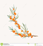 watercolor-vector-sea-buckthorn-beautiful-illustration-berries-leaves-transparent-background-95494176.jpg (1300×1390)