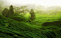 General 1920x1200 nature landscape trees forest hills terraces tea plant path mist China