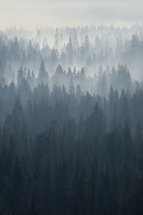 Yosemite morning - s...