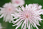 【Crepis rubra 桃色蒲公英】日本人叫“桃色蒲公英”或“千本蒲公英”，属于菊科Crepis属，原产自意大利南部、巴尔干半岛。一个迷人的，容易种植的一年生植物，粉红色，花朵直径2.5厘米，理想的花坛、盆栽品种。株高：30-40厘米，全日照。3月至5月播种，播种深度3mm，9月至10月播种，在第二年的春季至夏季开花。盆播需加足底肥，轻覆一层细蛭石，保持土壤湿润，发芽适宜温度15-20℃。播种后，无需避光，这样有助于发芽。保持湿润但不积水，发芽通常需要14-21天。当幼苗长大后，假植到7.5厘米的假植