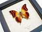 Charaxes candiope - Dagger Tail Butterfly | Real Butterfly Gifts Framed Butterflies and Insect Displays