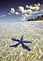 蓝海星，法属波利尼西亚塔希提岛，清澈见底的海水，好干净的美