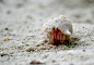 Hermit Crab by SkankinMike on deviantART