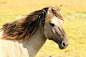 Free stock photo of animal, horse, pasture