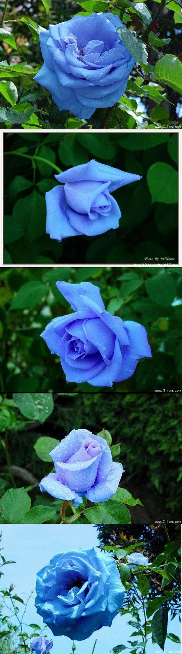 珍奇罕见的蓝玫瑰