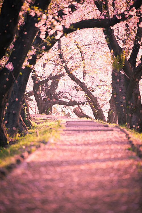 樱花，京都，日本
Cherry Blos...