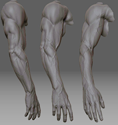 山沟野人采集到肌肉--解剖--骨骼--结构