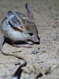 长耳跳鼠（Euchoreutes sp.）被称为“沙漠中的米老鼠”，喜欢夜间活动，前肢短小和普通的老鼠一样，后肢细长是身体的约两倍，目前已列为全球100最濒危灭绝物种，世界自然保护联盟（IUCN）濒危等级为濒危（EN），未列入国家重点保护动物名录。