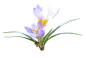 花朵免抠素材（十四） - xcbwuyi6565 - wuyi