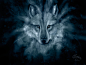 The Spirit of a Wolf by Neovirah on DeviantArt