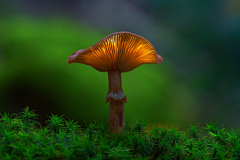 鸡蟹师采集到Mushroom