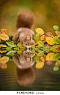 荷兰森林中的可爱小松鼠。丨摄影师：Edwin Kats