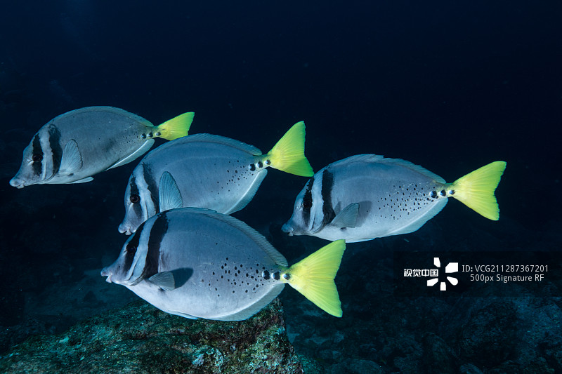 998e69d7af68d92c074998137429708c520c39bd1d922-XZEmb6