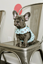 This little polka dot vest is *almost* as cute as this adorable little puppy! http://www.finebornchina.cn